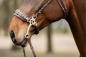 Preview: TRUST Hackamore noseband