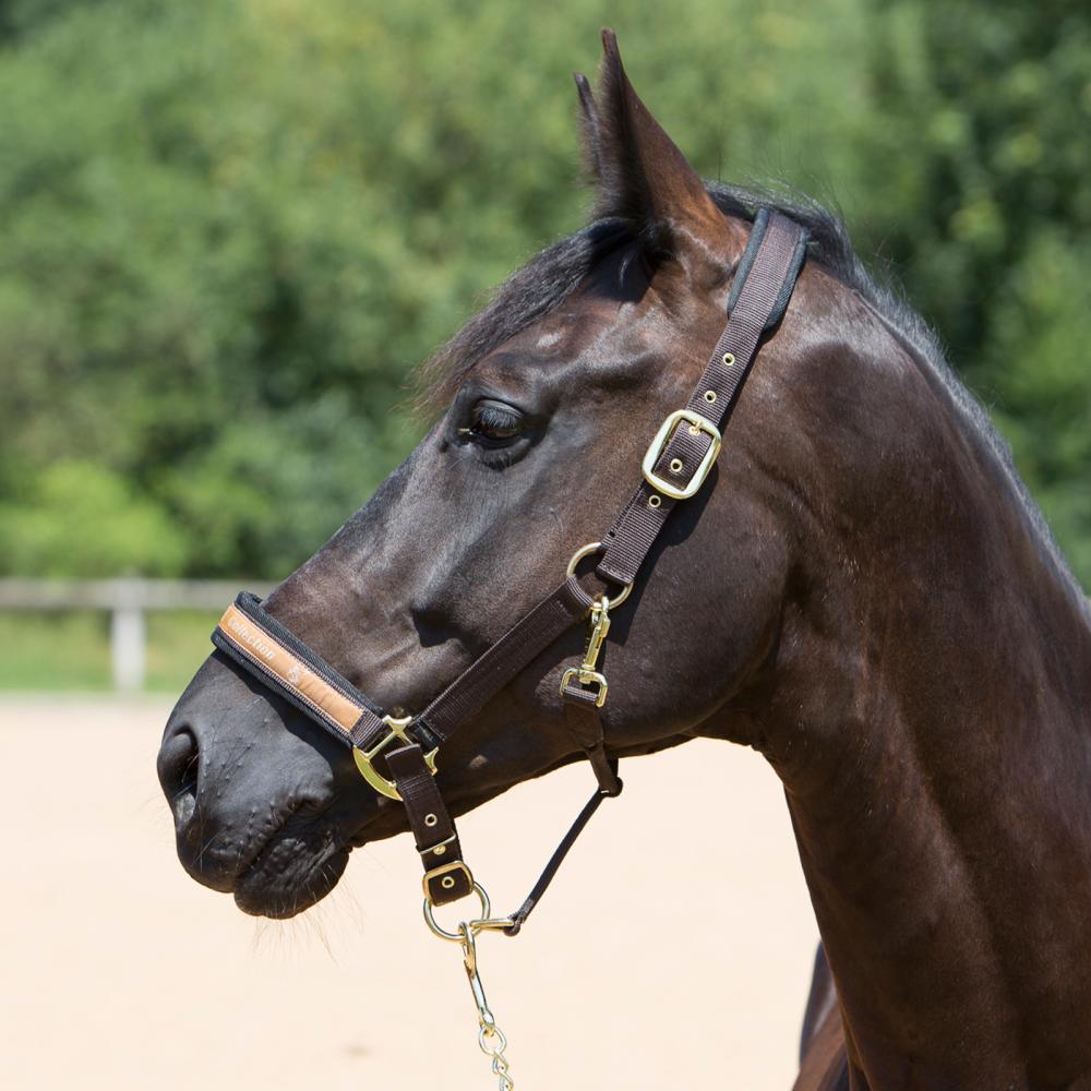 Kieffer Headcollars Collection