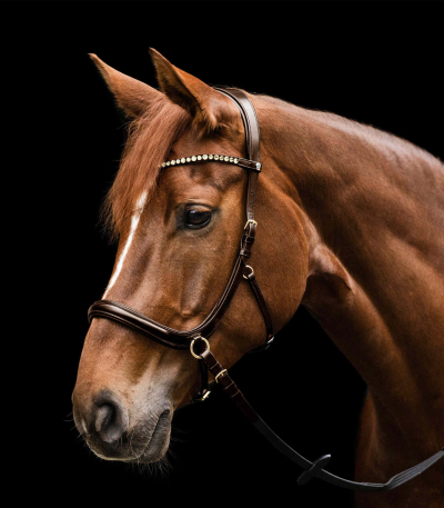 Waldhausen X-Line Bitless Bridle Sensation