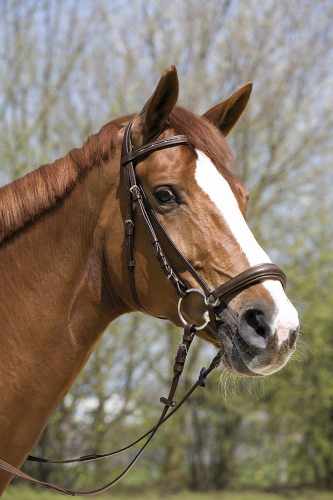 Kieffer Snaffle Bridle  " OLIVIA " hanoverian