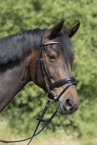Kieffer Snaffle Bridle  " ROSIE " , flash with chin pad, conical-shaped browband
