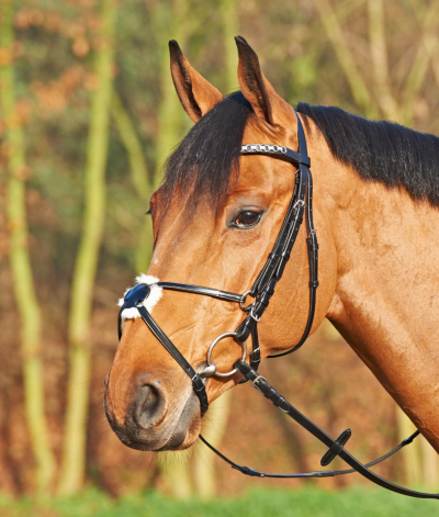 Busse Snaffle Bridle MEXICO