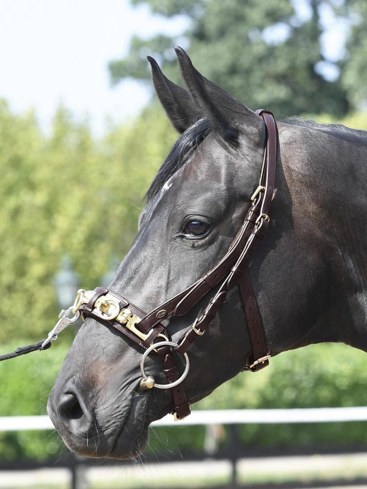 Cavesson PROFESSIONAL