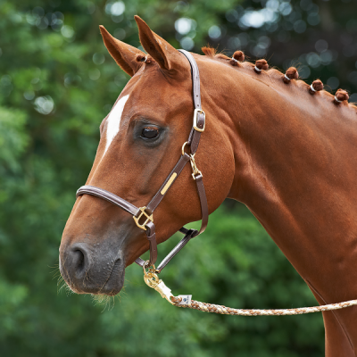 Busse Headcollar BRAND, Leather