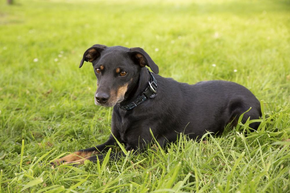 Preview: Eskadron Hundehalsbandset, Hundehalsband und Leine, caviar-white-tealblue
