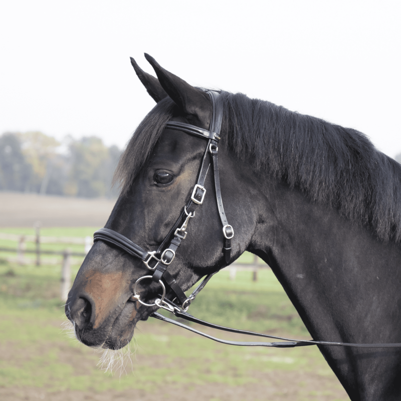 Hacking Bridle SOLIBEL
