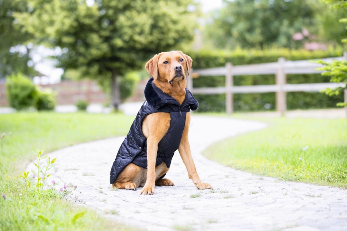 Eskadron Dog Coat Platinum GLOSSY -limited edition-