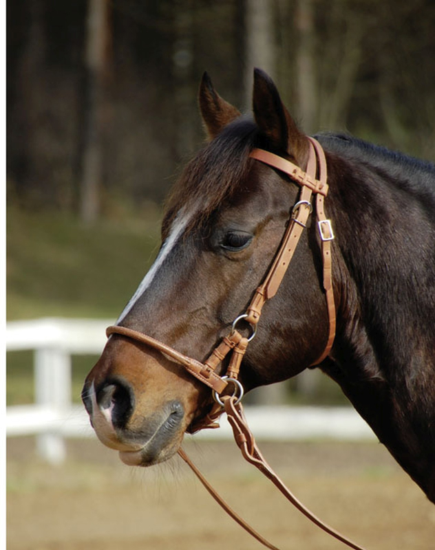 Busse Sidepull HARNESS, Vollblut