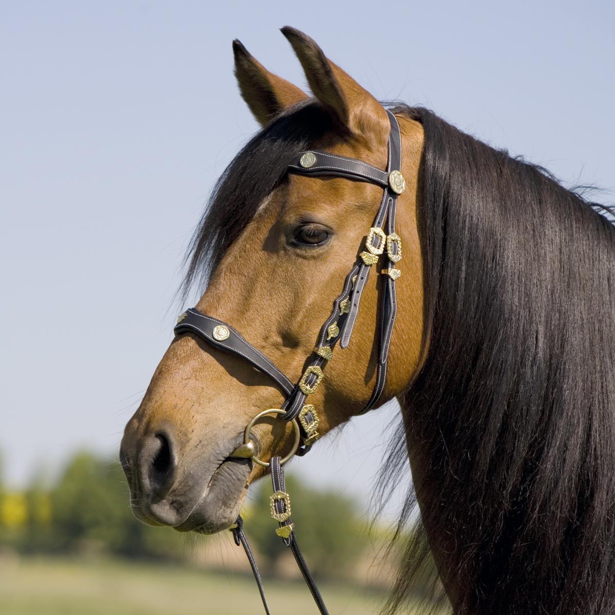 Kieffer Snaffle Bridles " KI_ISABELLA "