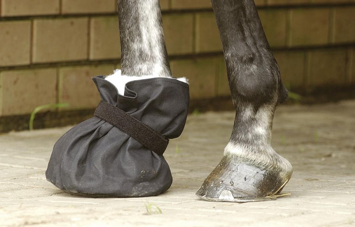 Poultice Boot