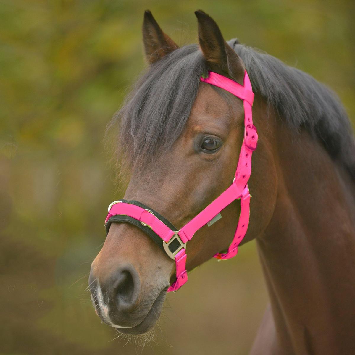 Cavesson Economic, Nylon