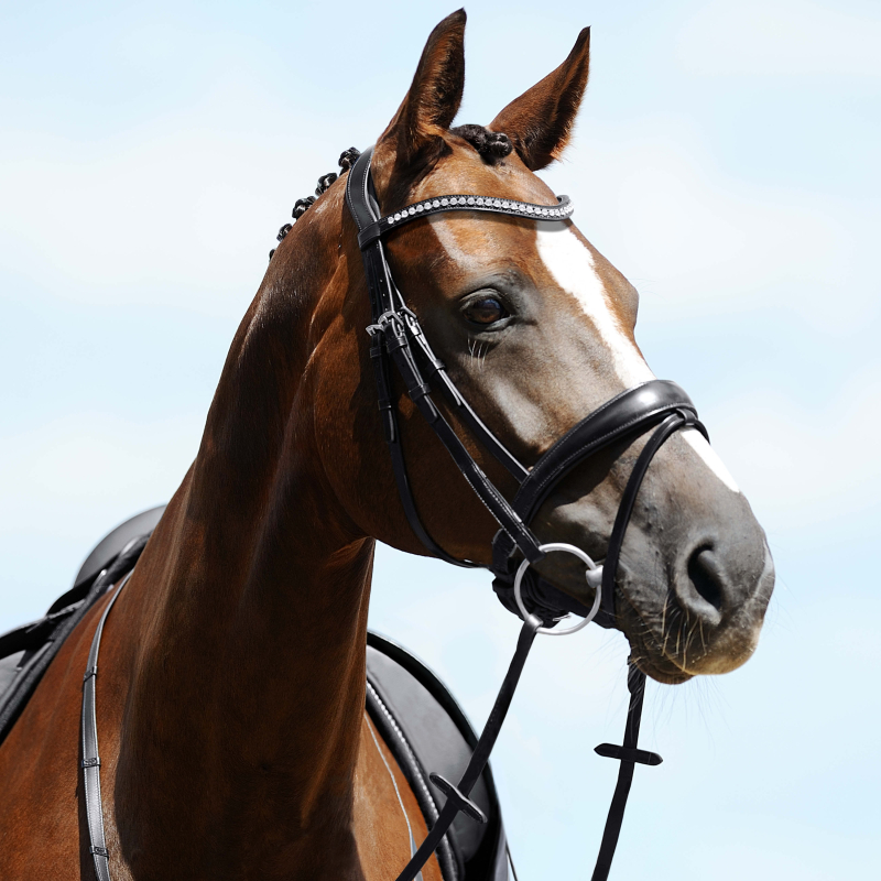 Passier Snaffle Bridle " P_ATLAS " incl. Reins