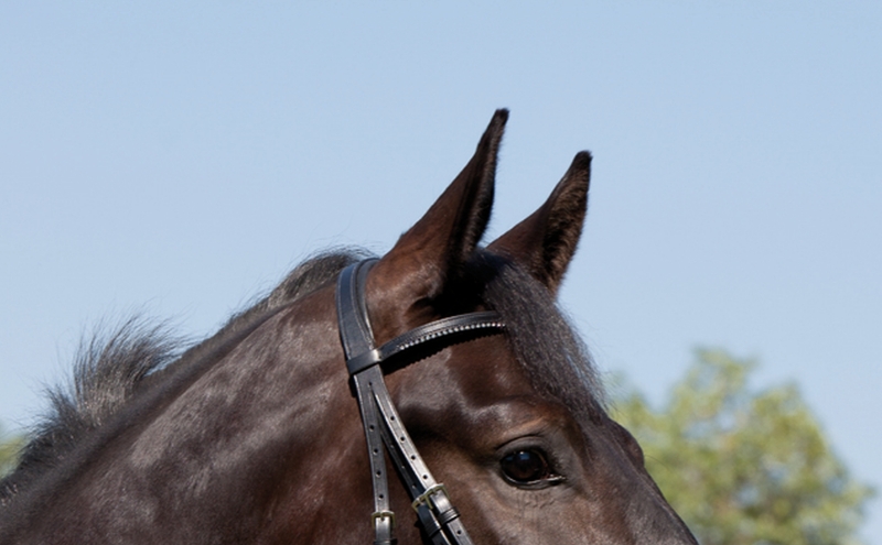 Kieffer Snaffle Bridle  " CASSIOPEIA " , flash with chin pad