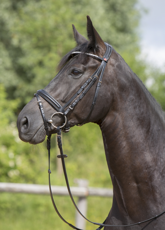 Kieffer Snaffle Bridle  " ESTELLE " , flash with chin pad