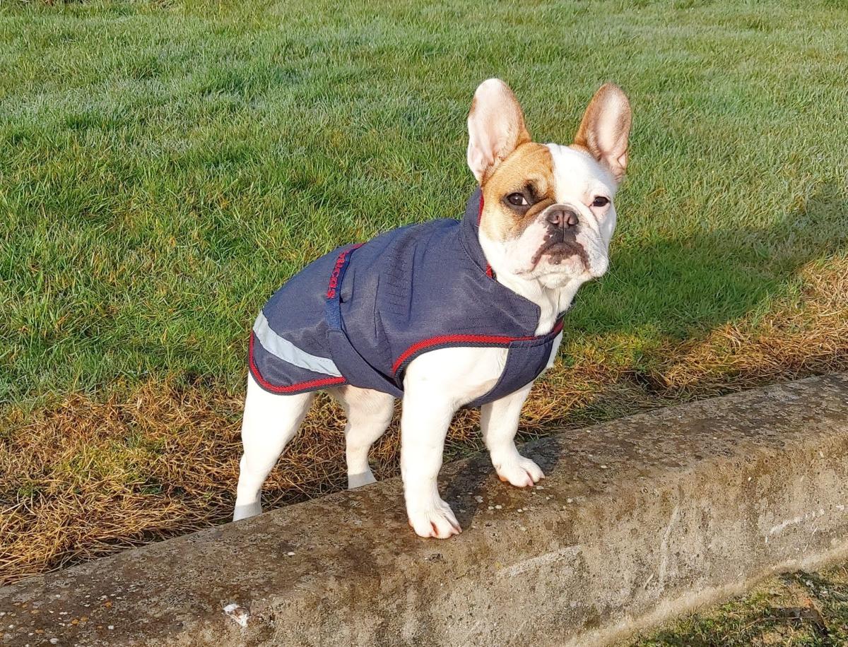 bucas Hundemantel, Hundejacke, 300gr, graphite