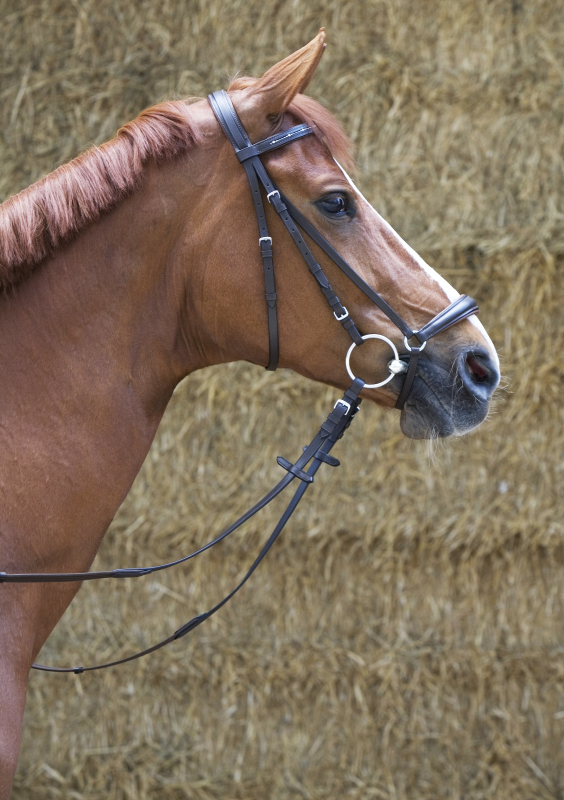 Kieffer Snaffle Bridle  " OLIVIA " hanoverian