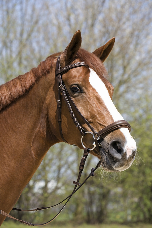 Kieffer Snaffle Bridle  " OLIVIA " hanoverian