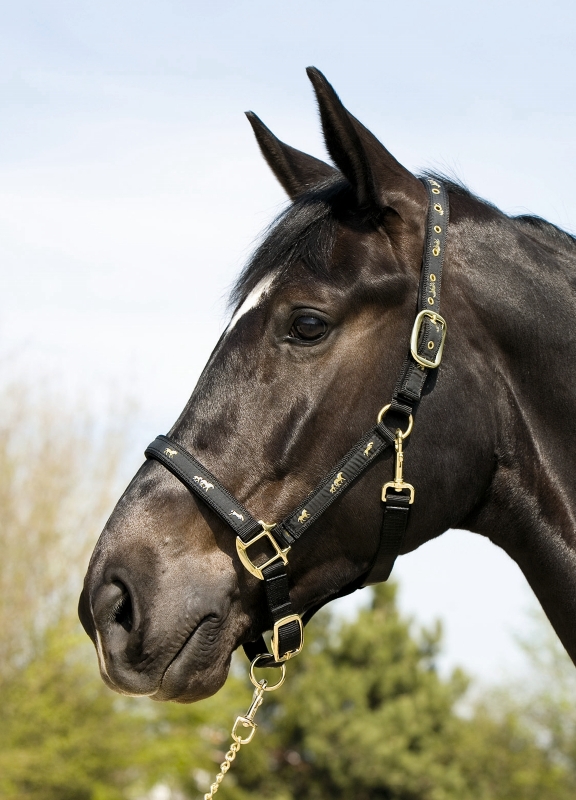Kieffer Robust headcollar made of nylon " HORSE - MOTIVE "