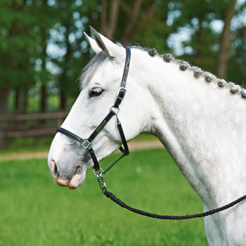 Busse Headcollar BRAND, Leather