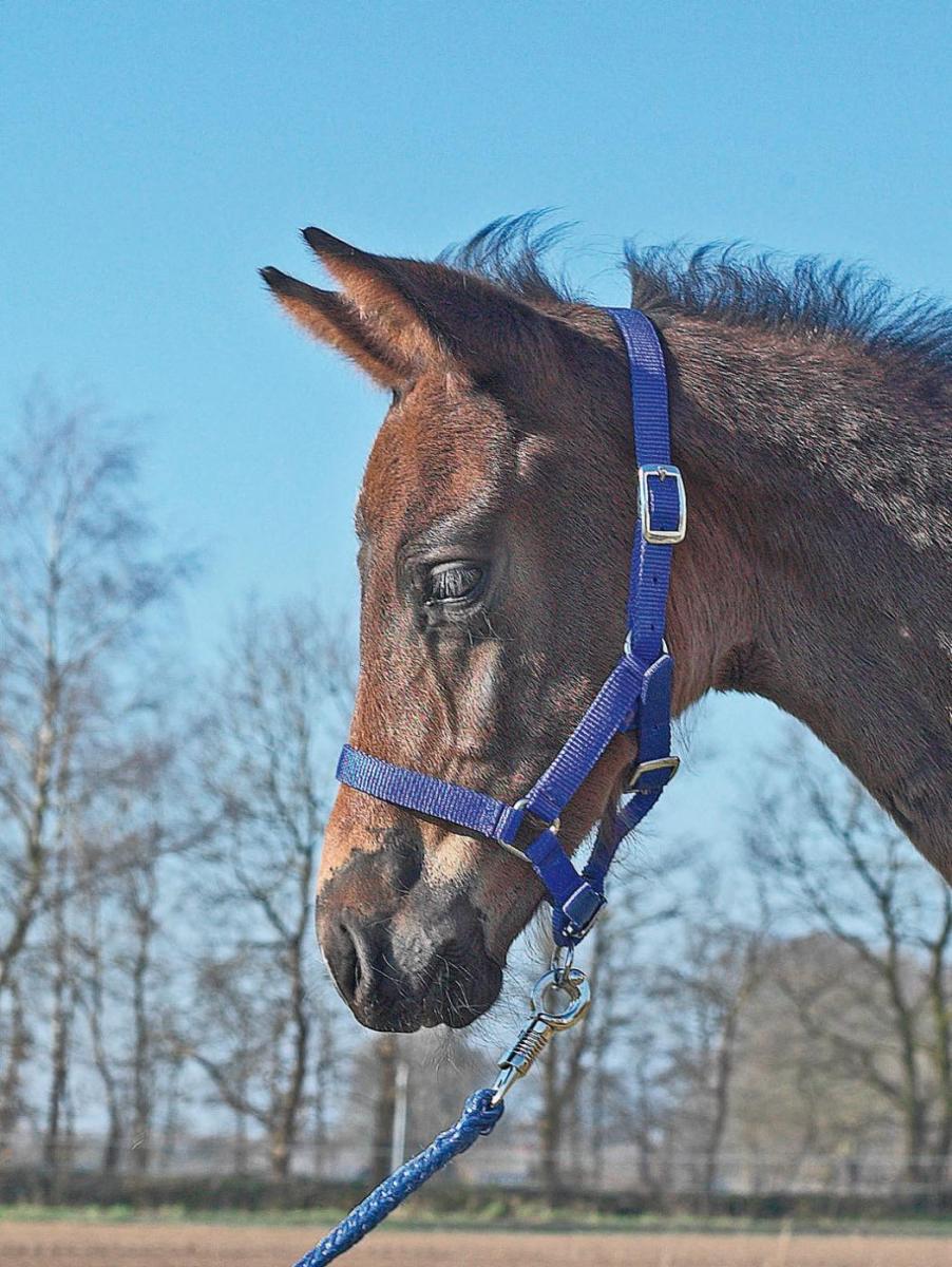 Busse Halfter FOHLEN