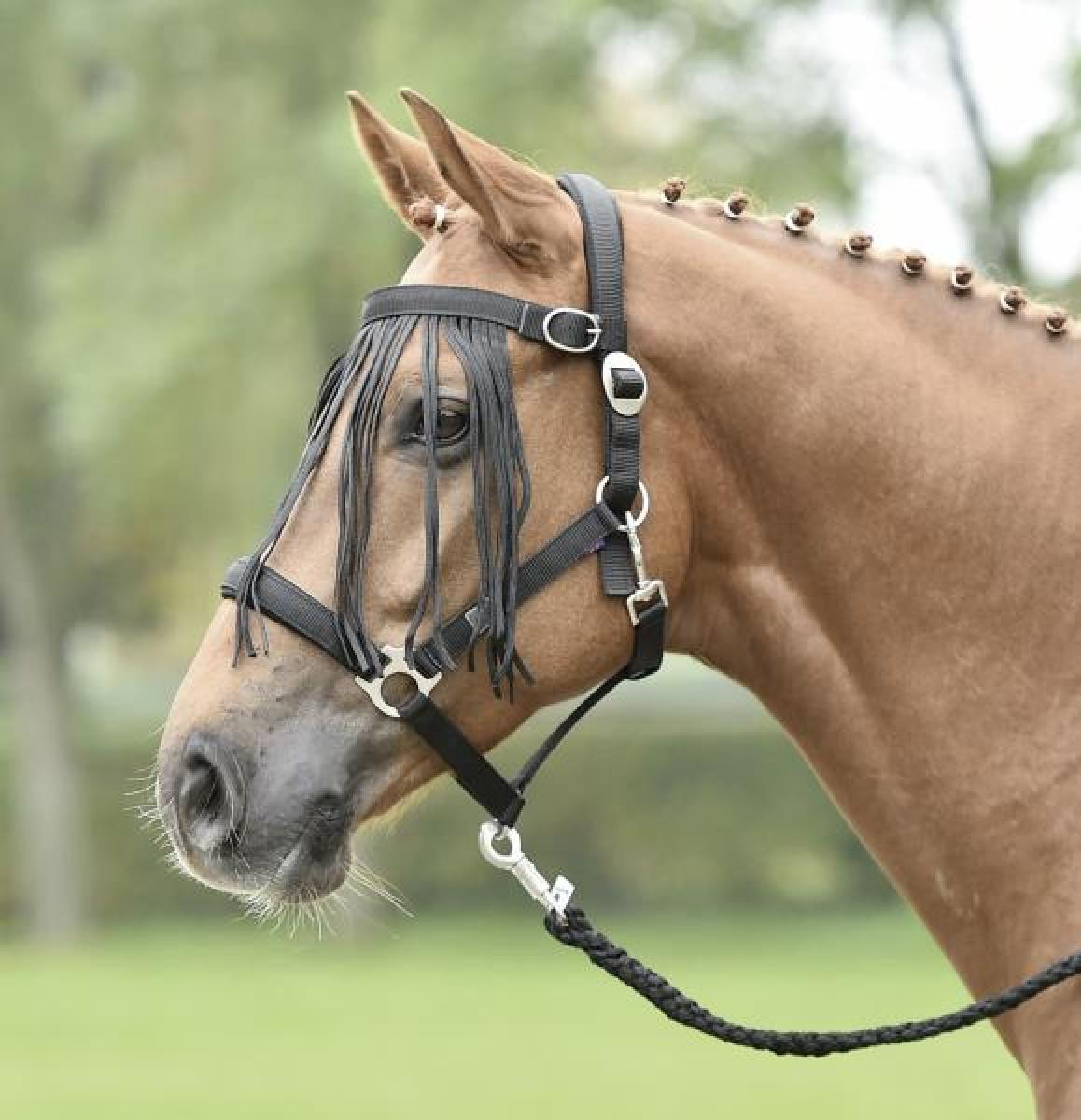 Flystring Browband TAMPERE