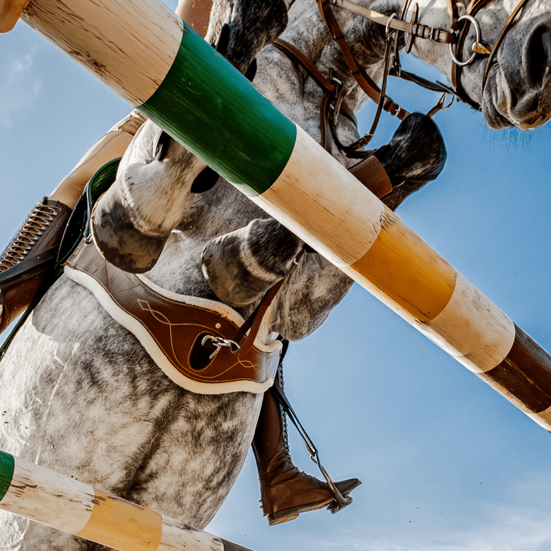 Busse Saddle Girth TAKE-OFF LINE LG